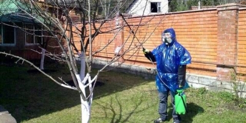 Kako prskati voćke od bolesti i štetočina